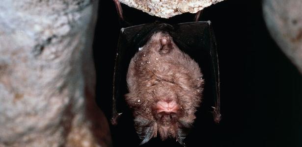 Estudo identifica sete novos coronavírus em morcegos na África - 20/5/2020