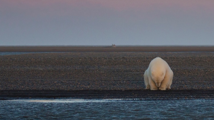 Um urso polar fica na beira da ilha do Alasca, nos Estados Unidos. Deveria haver neve e gelo nessa época do ano, mas o inverno estava mais quente do que o normal - Patty Waymire / National Geographic Your Shot