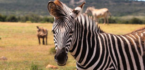 Uma zebra é um animal preto com listras brancas ou um branco com listras pretas? - 29.06.2020