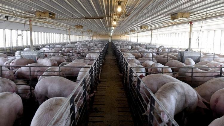 Para os biólogos, o confinamento de animais pelo gado industrial é propício ao surgimento e à propagação de novas doenças - Nicholas Pfosi / Reuters - Nicholas Pfosi / Reuters